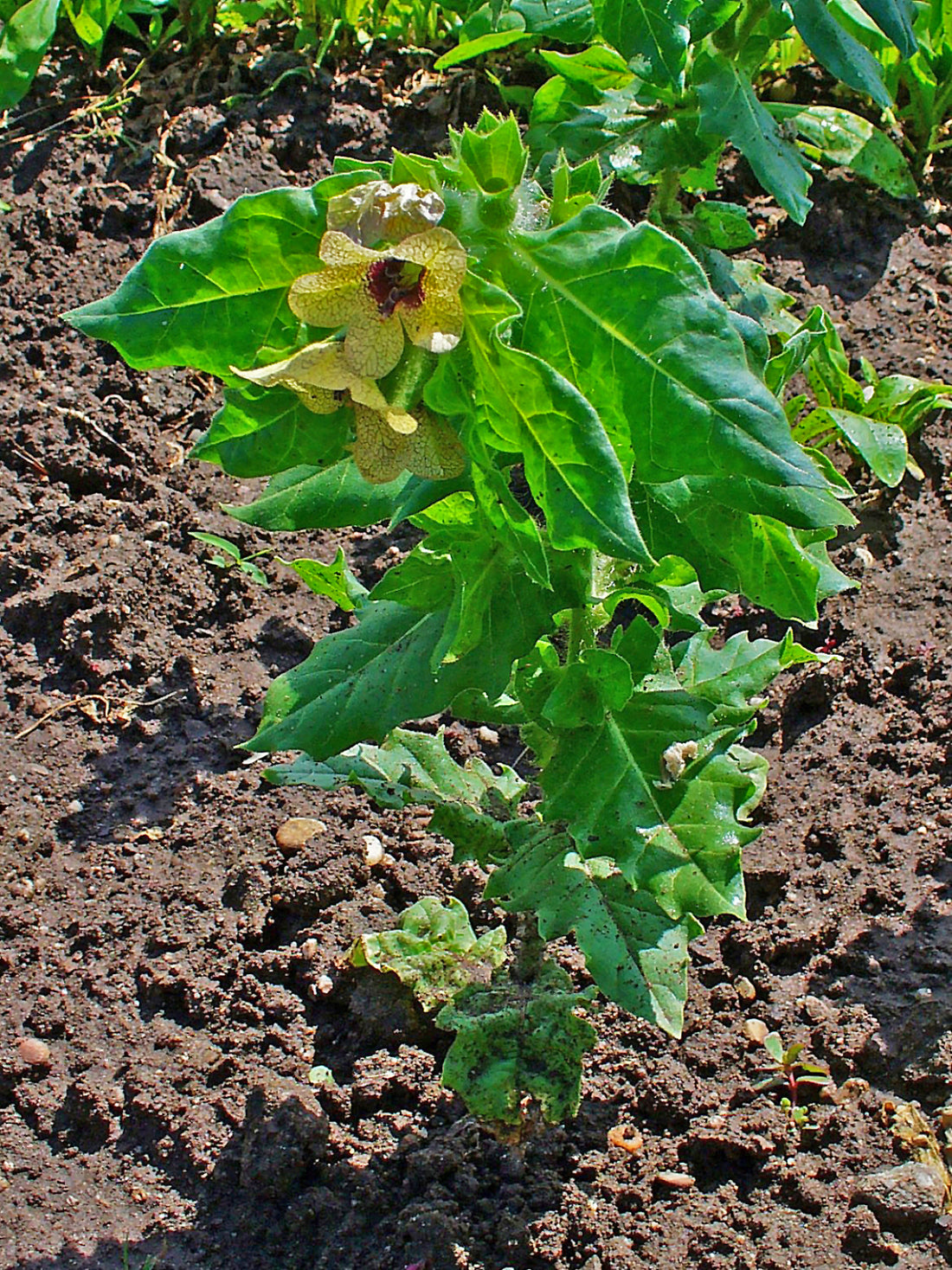 Hyoscyamus niger (Black Henbane), realistic botanical photo
