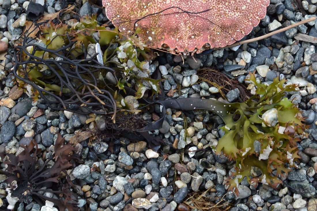 Chondrus crispus (Irish Moss), realistic photo