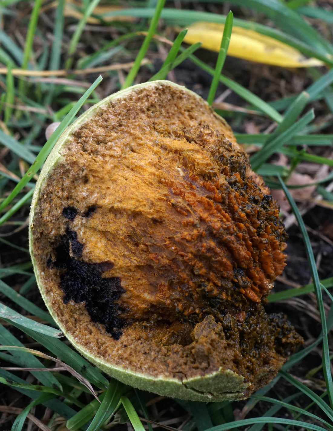 Juglans nigra (Black Walnut), realistic botanical photo