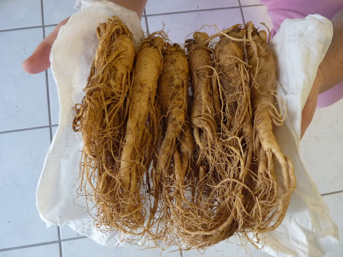 Asian Ginseng (Panax ginseng) plant, realistic botanical photo