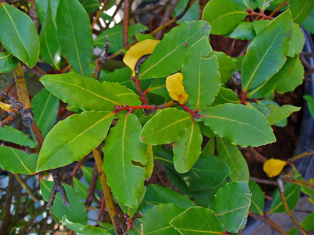 Laurus nobilis (Bay Laurel), realistic botanical photo