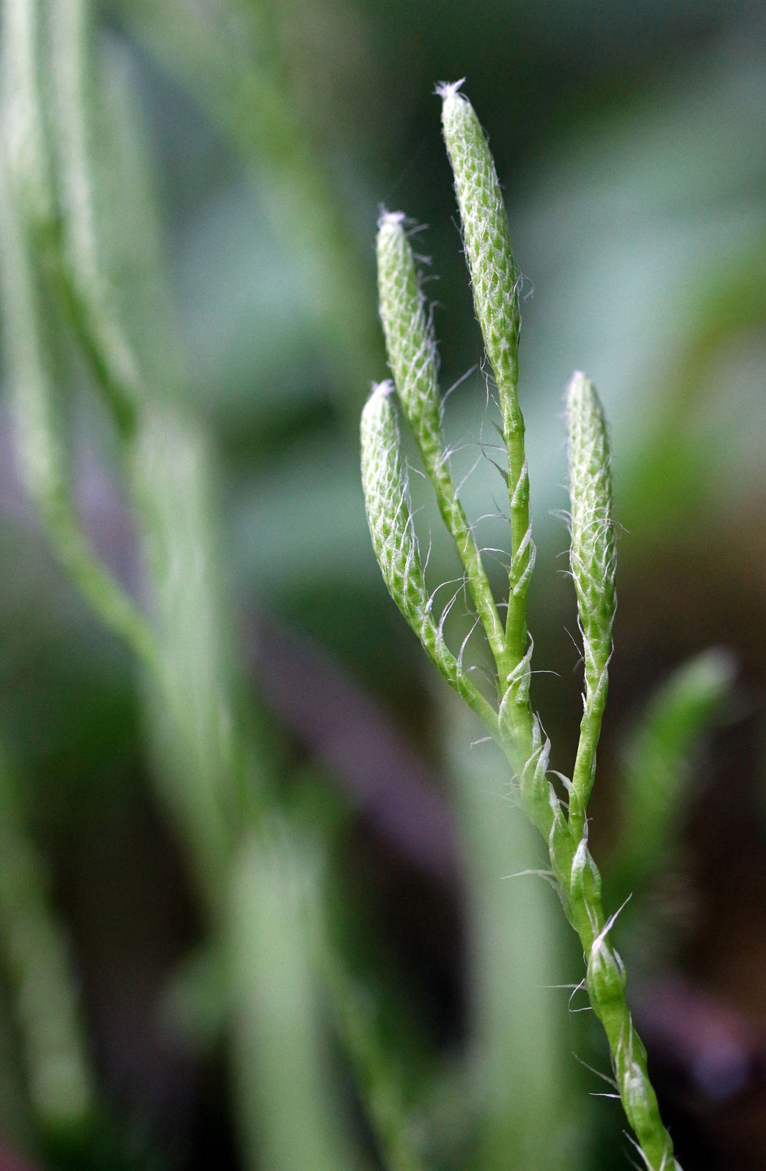 Lycopodium clavatum (Club Moss), realistic botanical photo