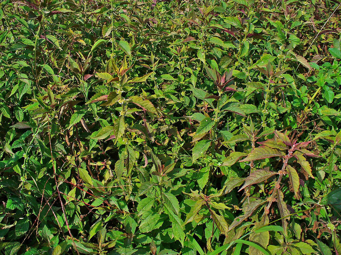Lycopus virginicus (Bugleweed), realistic botanical photo