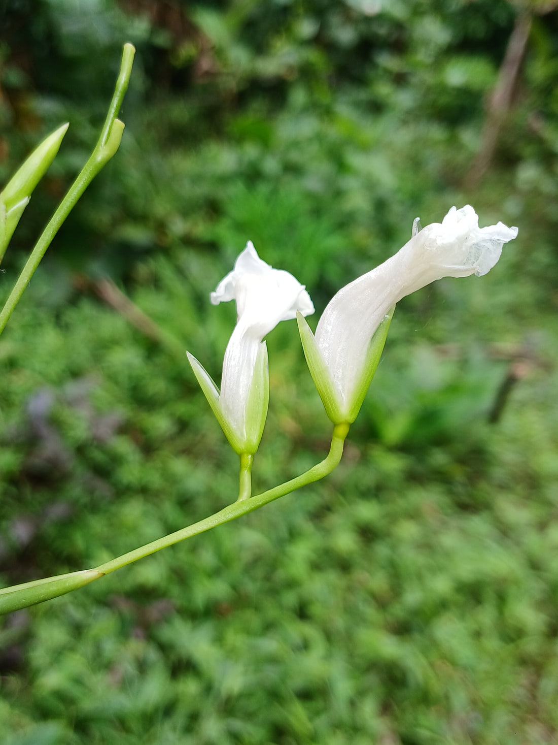 Maranta arundinacea Arrowroot plant with broad leaves