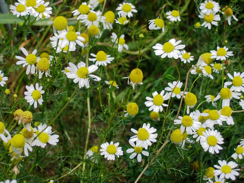 Matricaria chamomilla (Chamomile), realistic botanical photo