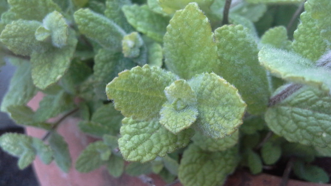 Mentha suaveolens Apple Mint with rounded leaves and white flowers