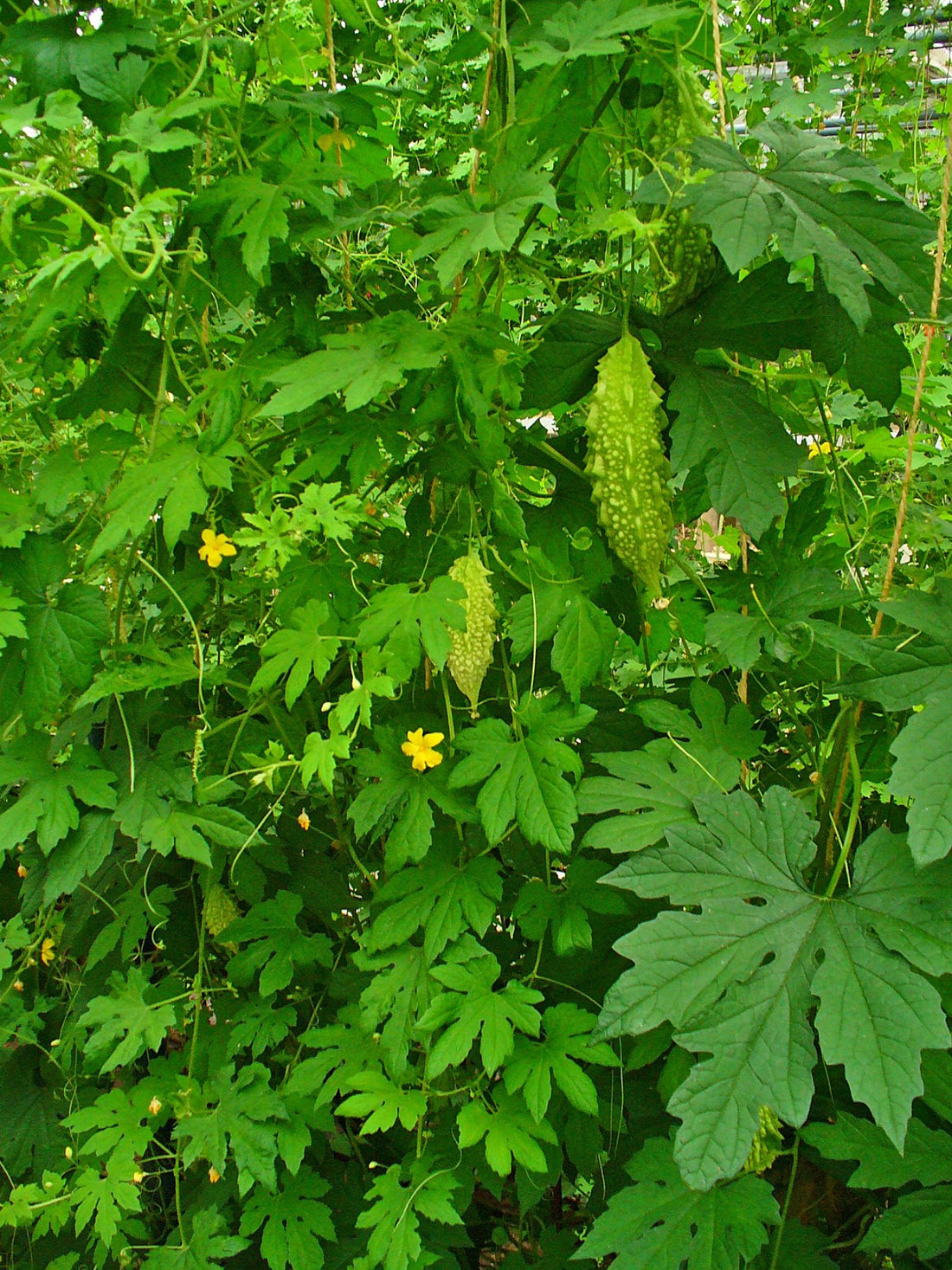 Momordica charantia (Bitter Melon / Bitter Gourd), realistic plant photo