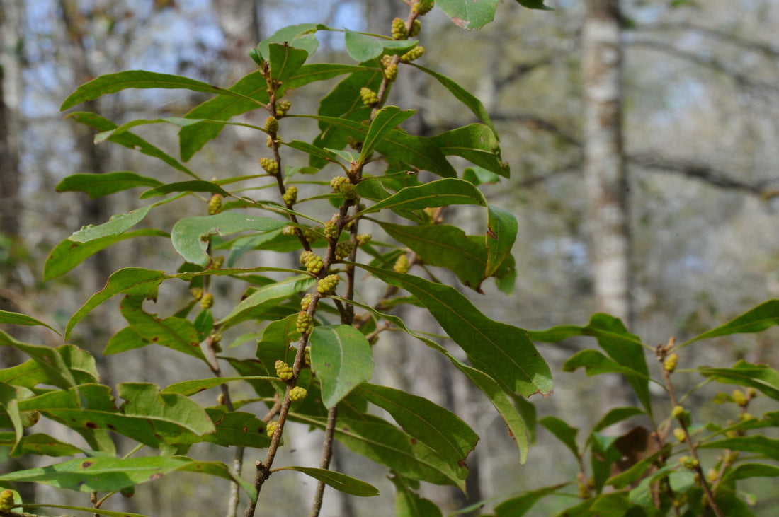 Morella cerifera (Bayberry / Wax Myrtle), realistic botanical photo