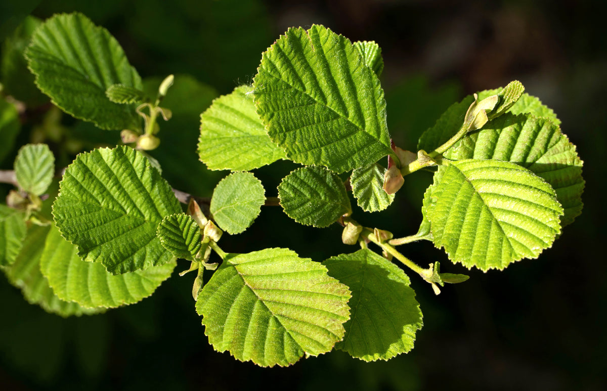 Alnus glutinosa black alder leaves