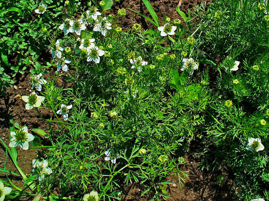 Nigella sativa (Black Seed / Black Cumin), realistic botanical photo
