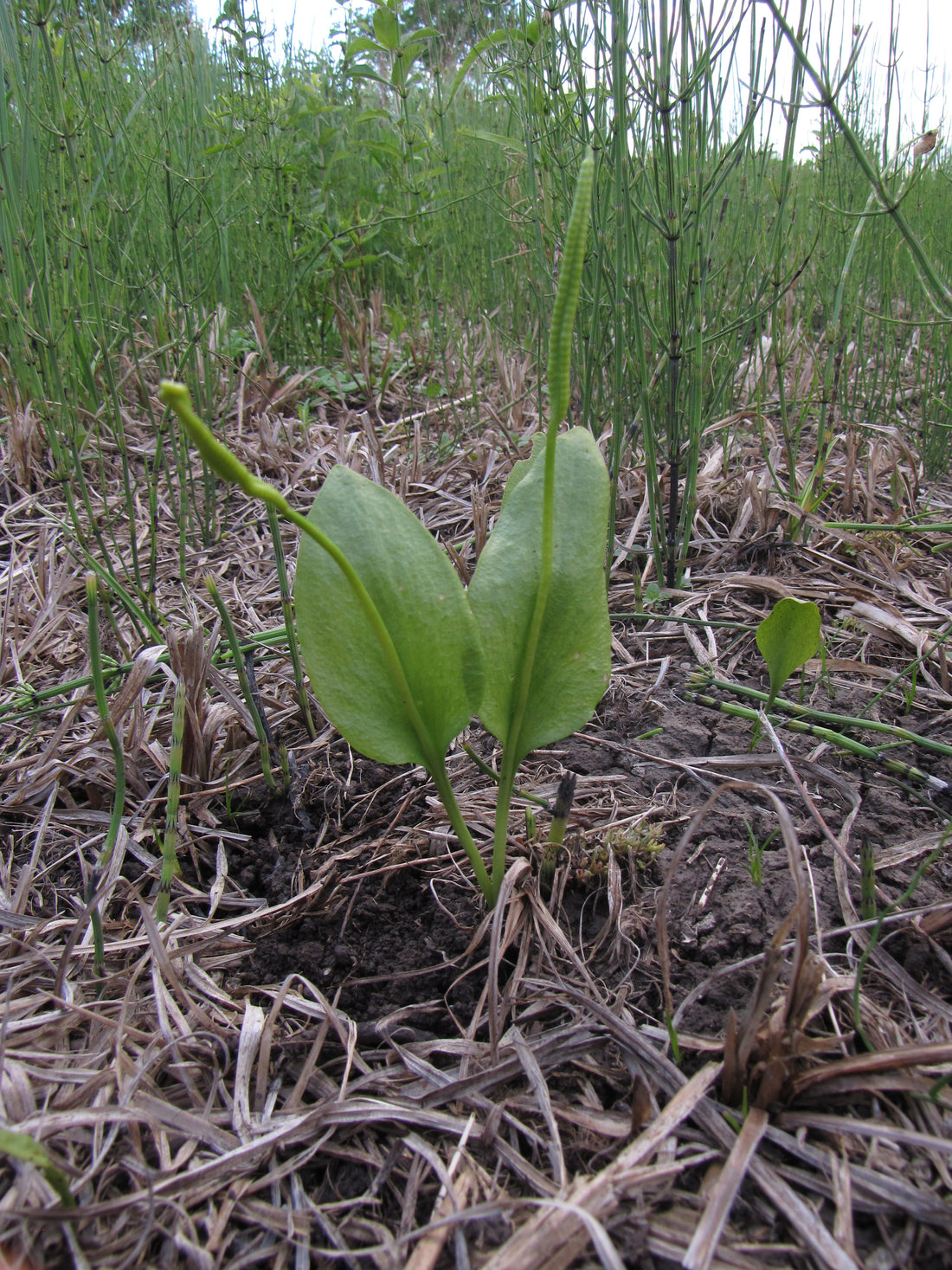 Ophioglossum vulgatum Adder's Tongue fern with single oval frond and fertile spike in natural habitat