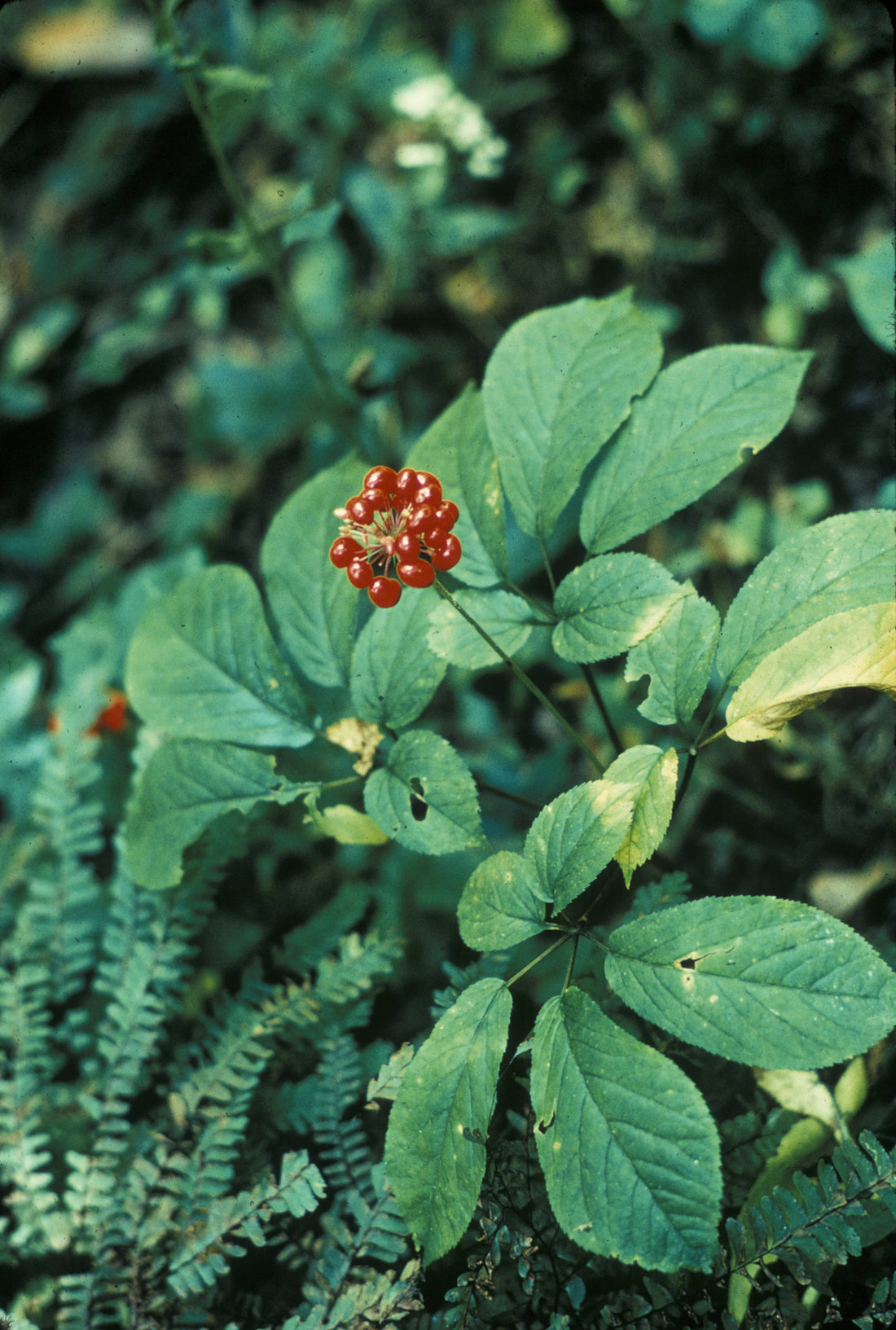 Panax quinquefolius American ginseng with compound leaves and red berries