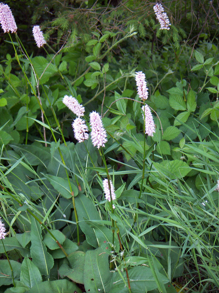 Persicaria bistorta (Bistort), realistic botanical photo