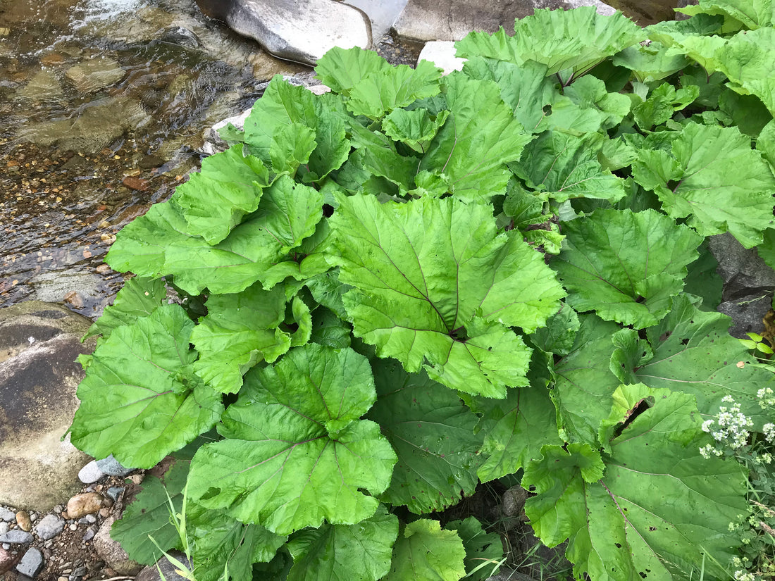Petasites hybridus (Butterbur), realistic botanical photo