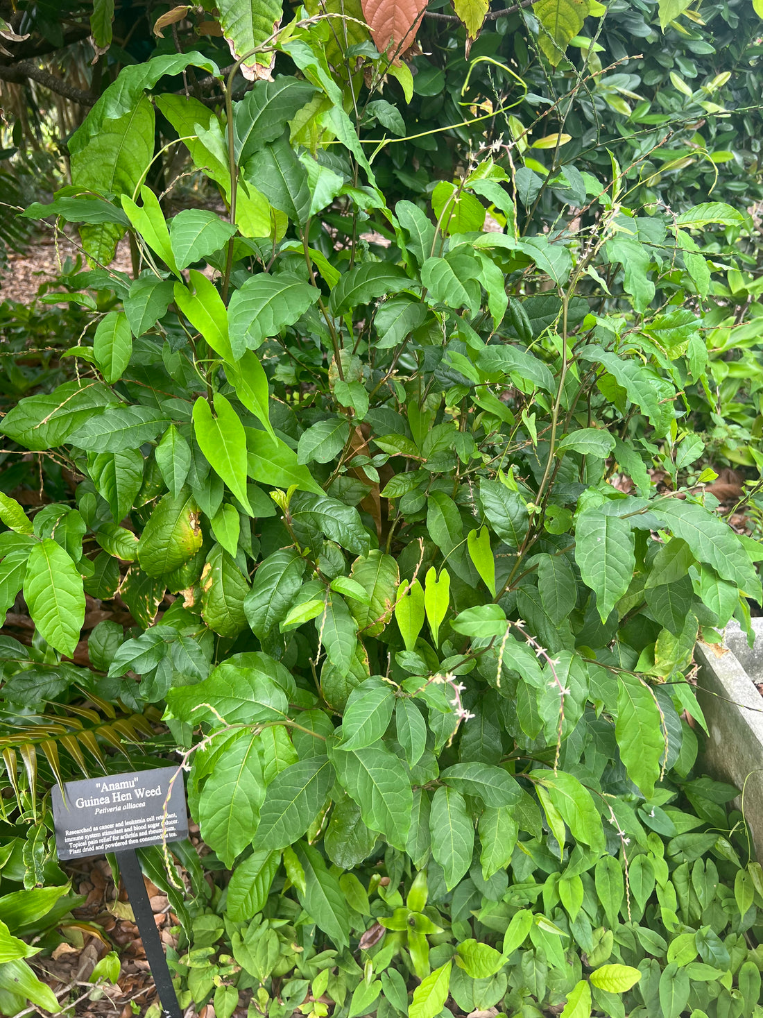 Petiveria alliacea Anamu plant with leaves and flowers