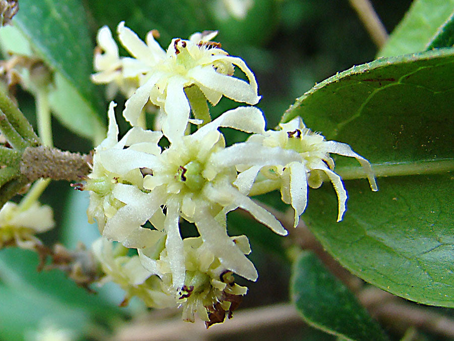 Peumus boldus (Boldo), realistic botanical photo
