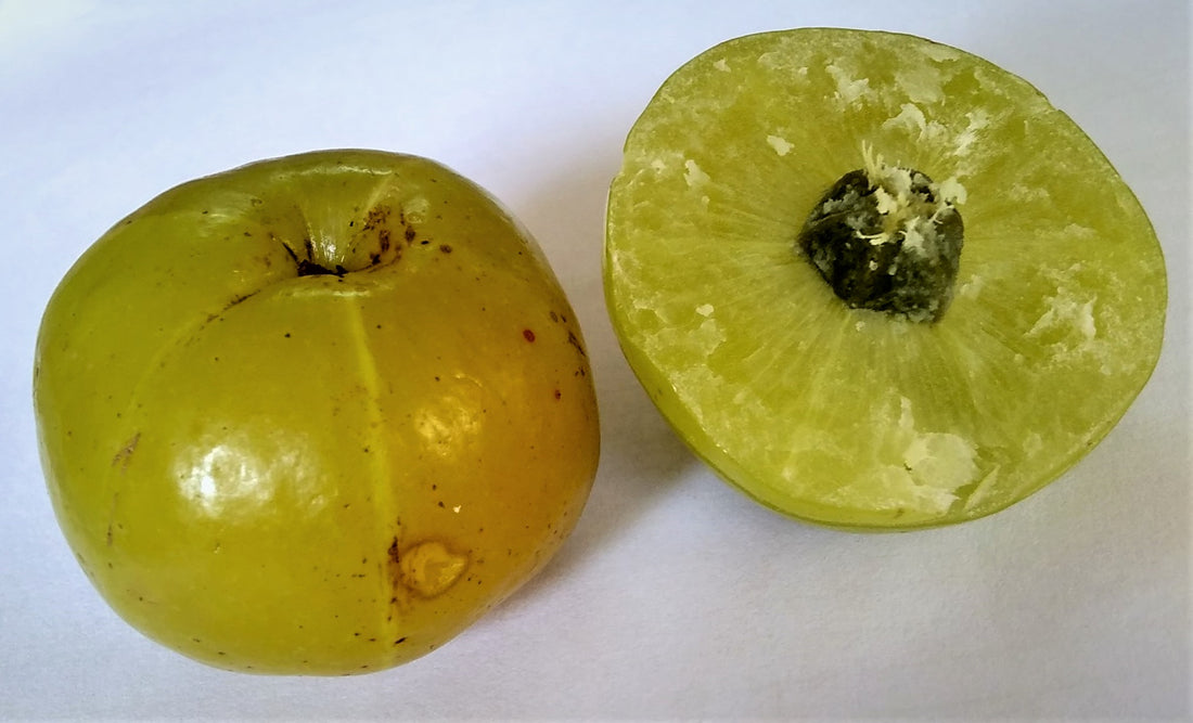 Phyllanthus emblica Amla fruits whole and cross section