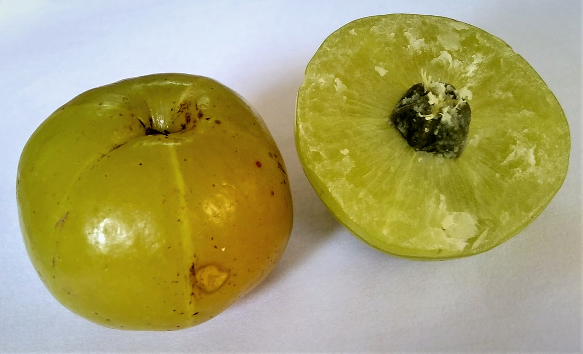 Phyllanthus emblica Amla fruits whole and cross section