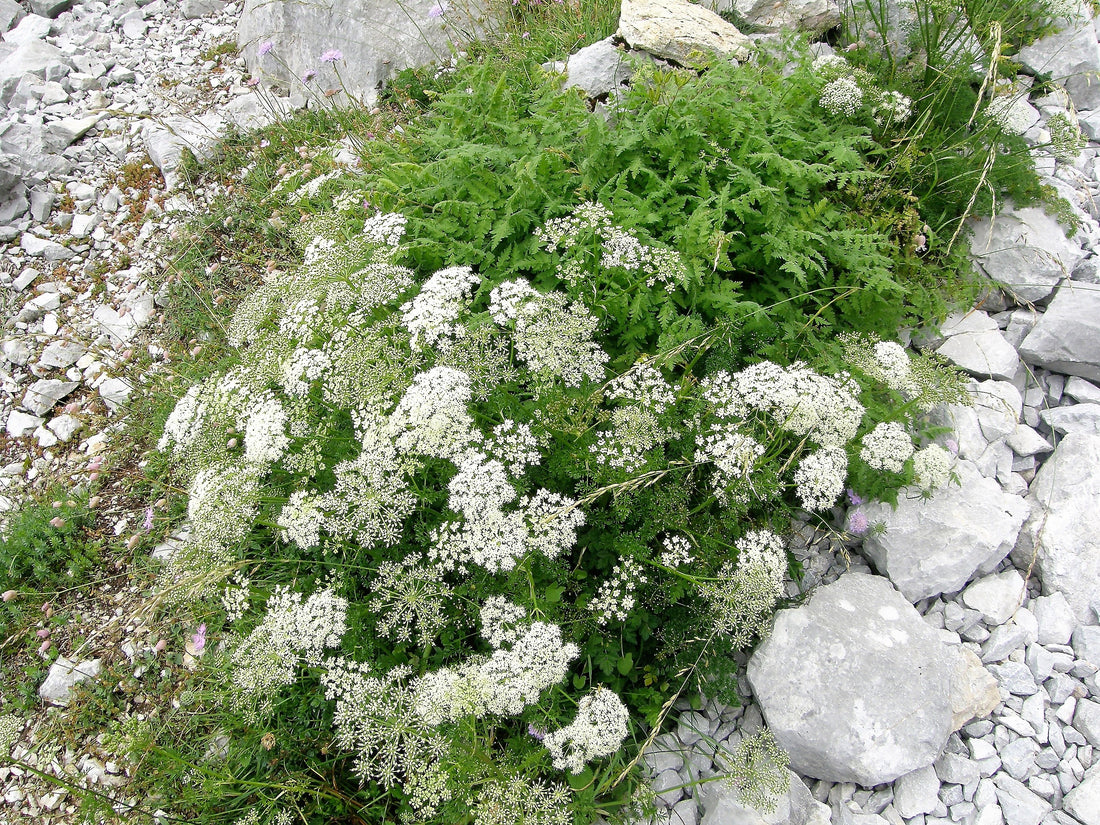 Pimpinella anisum Anise plant with flowers and seeds