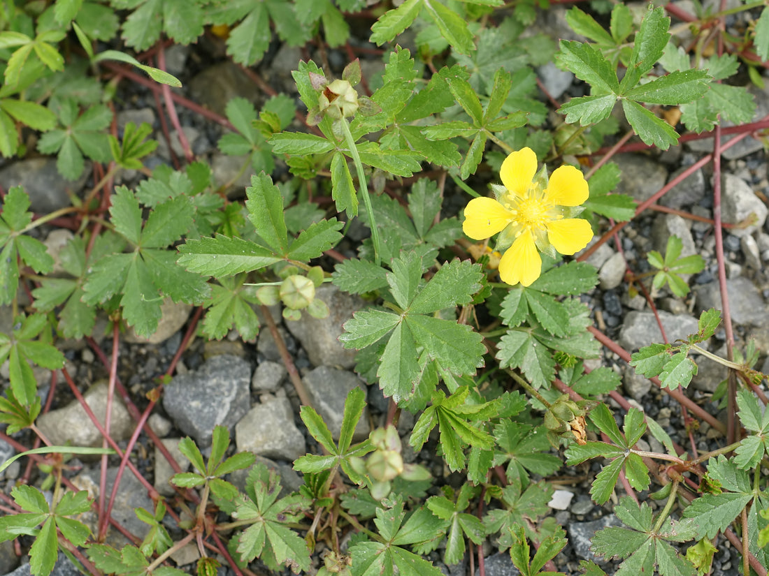 Potentilla reptans (Cinquefoil / Creeping Cinquefoil), realistic botanical photo
