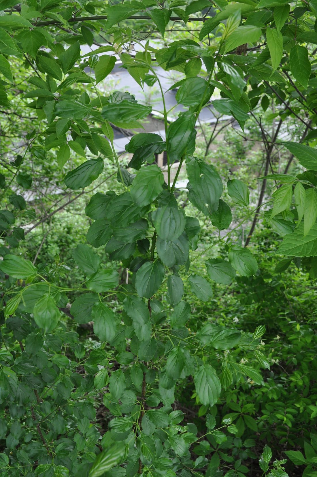 Rhamnus cathartica (Common Buckthorn), realistic botanical photo