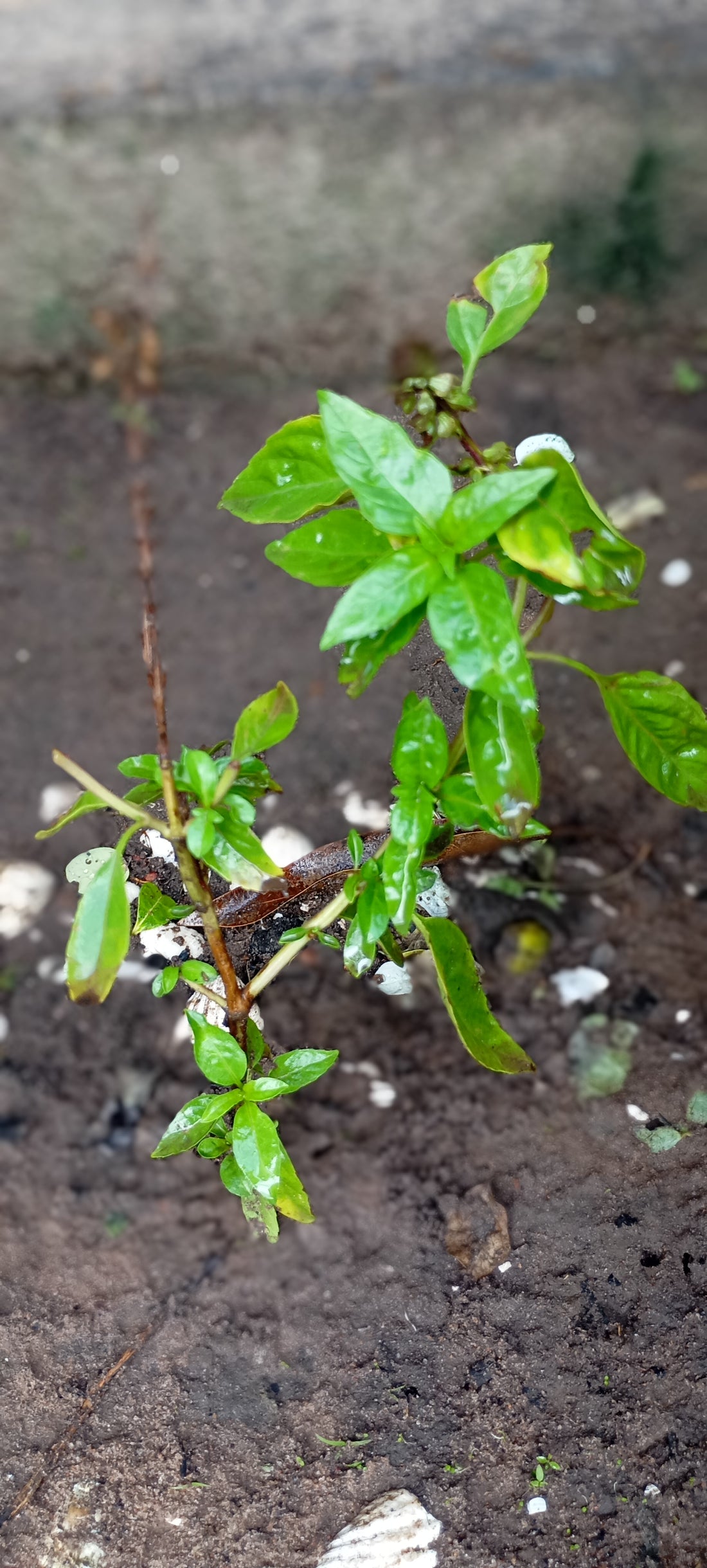 Ocimum basilicum (Sweet Basil), realistic botanical photo