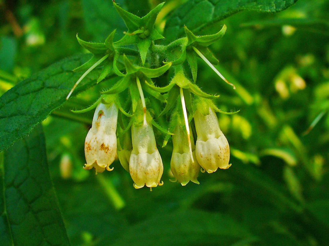 Symphytum officinale (Comfrey), realistic botanical photo
