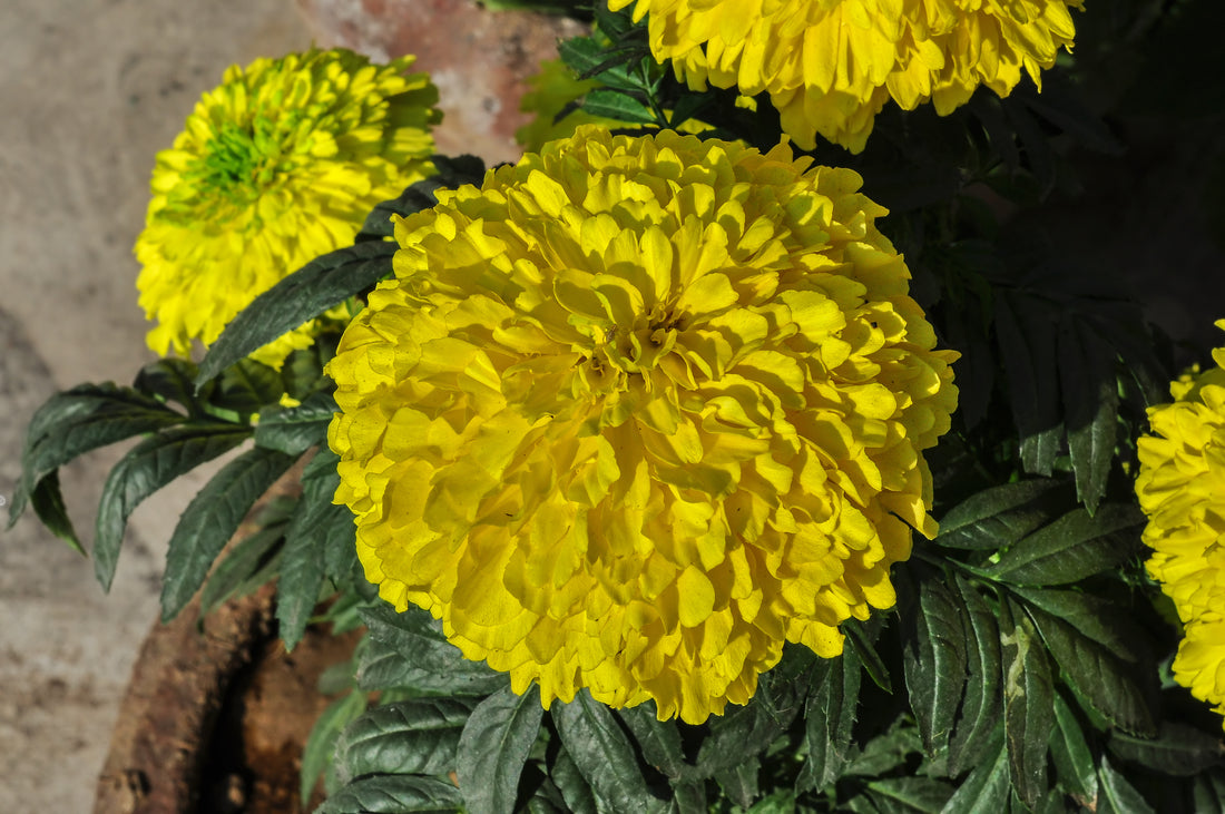 Natural yellow Tagetes erecta African marigold flower close-up in garden light