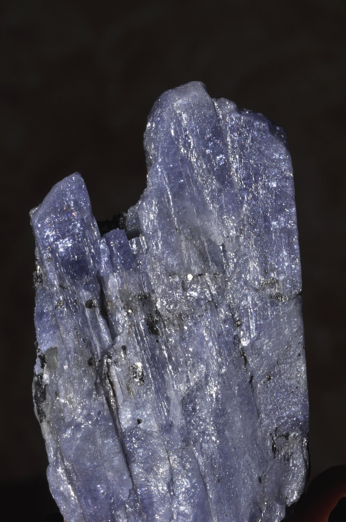 Natural Tanzanite crystals from Tanzania. Photo by Géry Parent, public domain via Wikimedia Commons.
