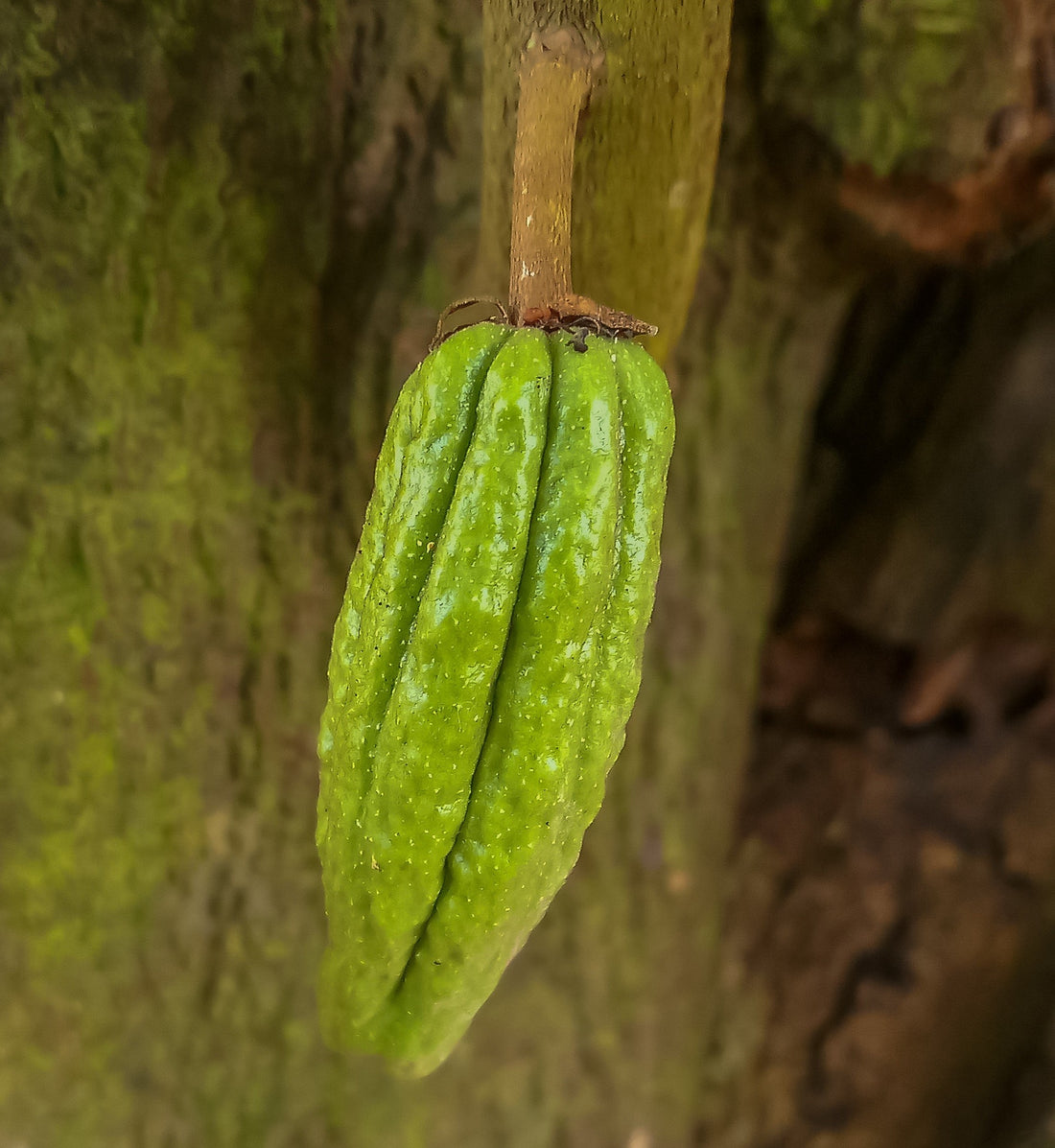 Theobroma cacao (Cacao), realistic botanical photo