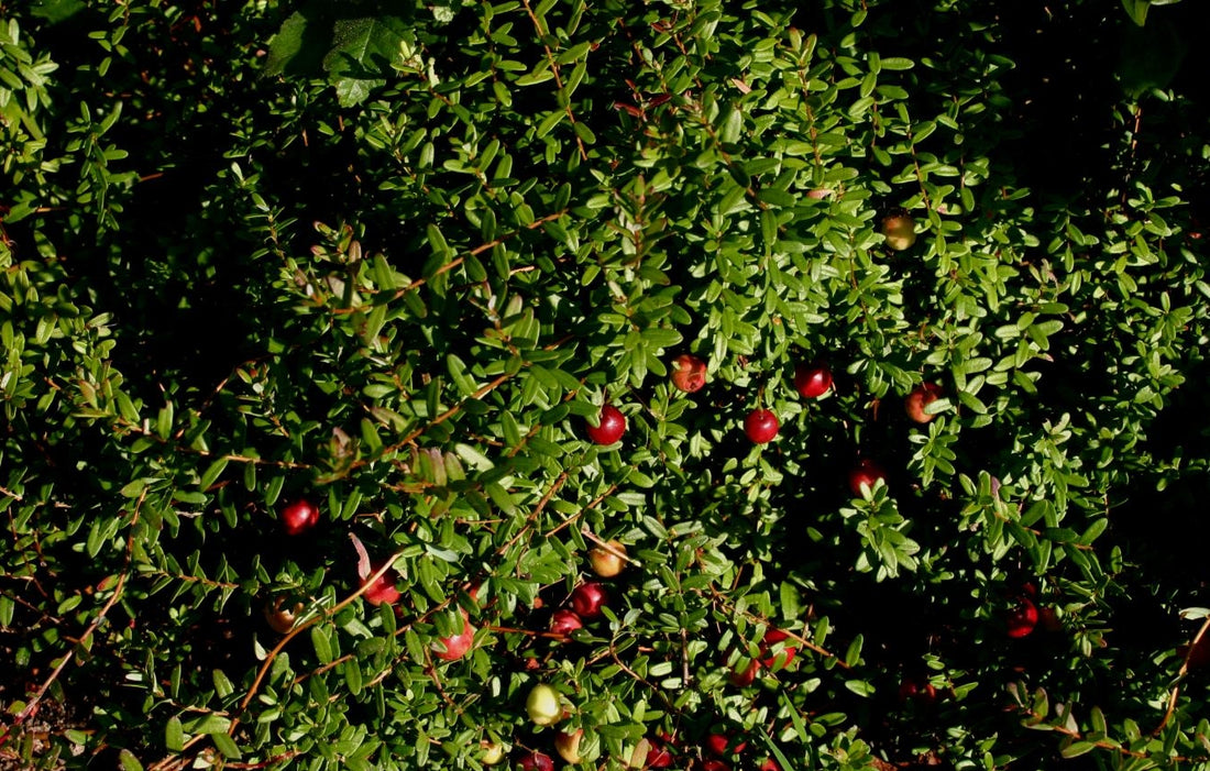 Vaccinium macrocarpon (Cranberry), realistic botanical photo