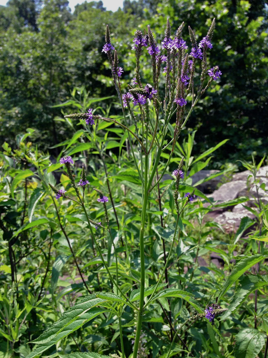 Verbena hastata (Blue Vervain), realistic botanical photo