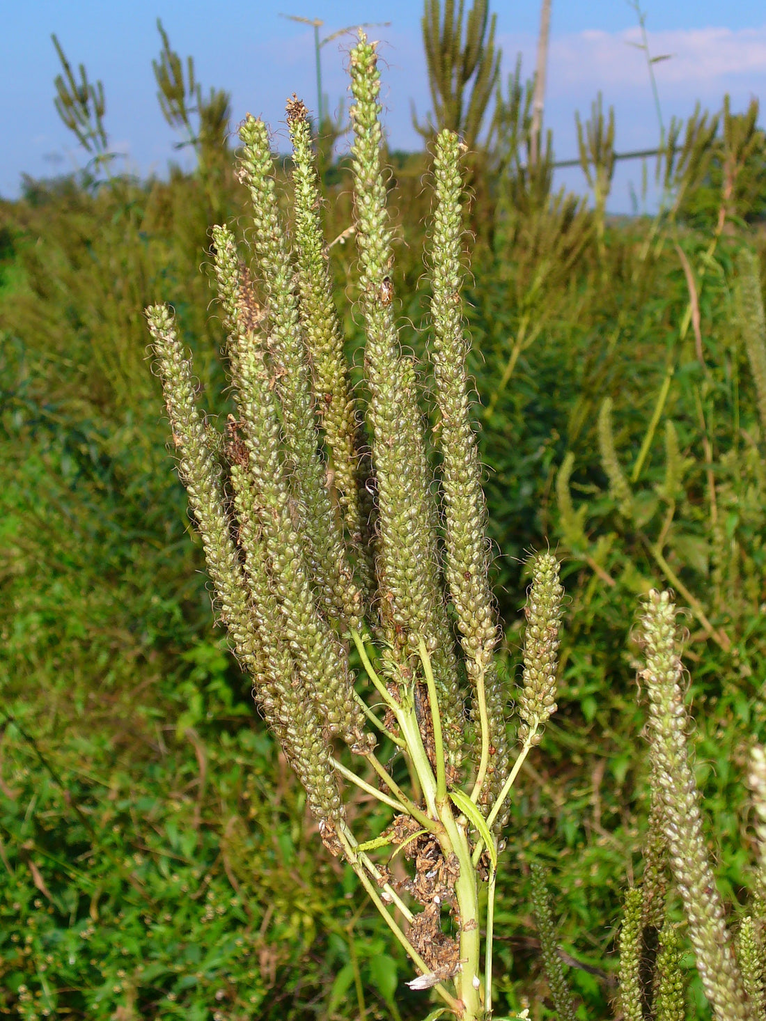 Veronicastrum virginicum (Culver's Root), realistic botanical photo