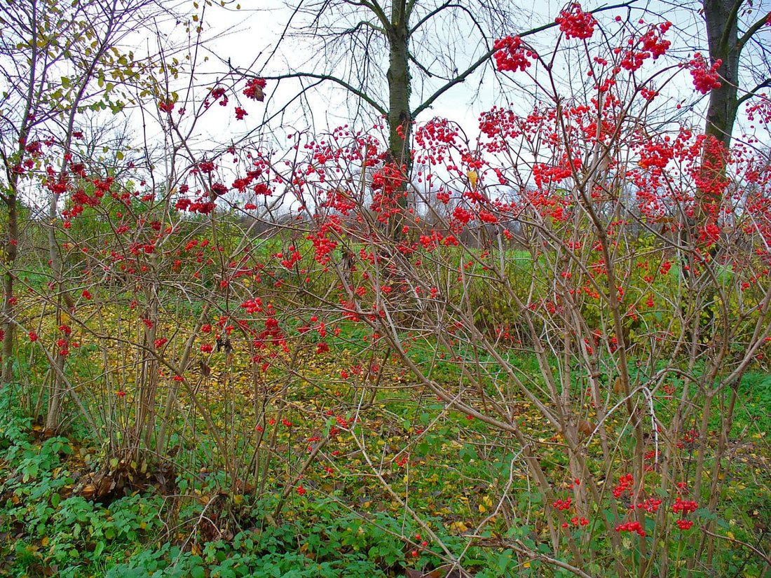 Viburnum opulus (Cramp Bark), realistic botanical photo