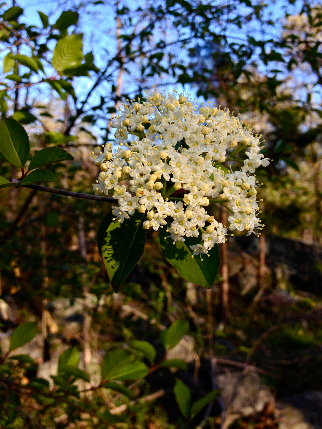 Viburnum prunifolium (Black Haw) in flower, realistic botanical photo