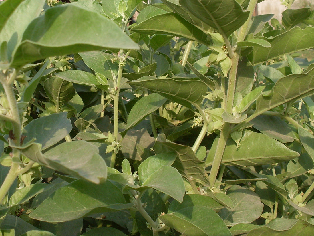 Ashwagandha (Withania somnifera) bush growing in Nepal, realistic botanical photo