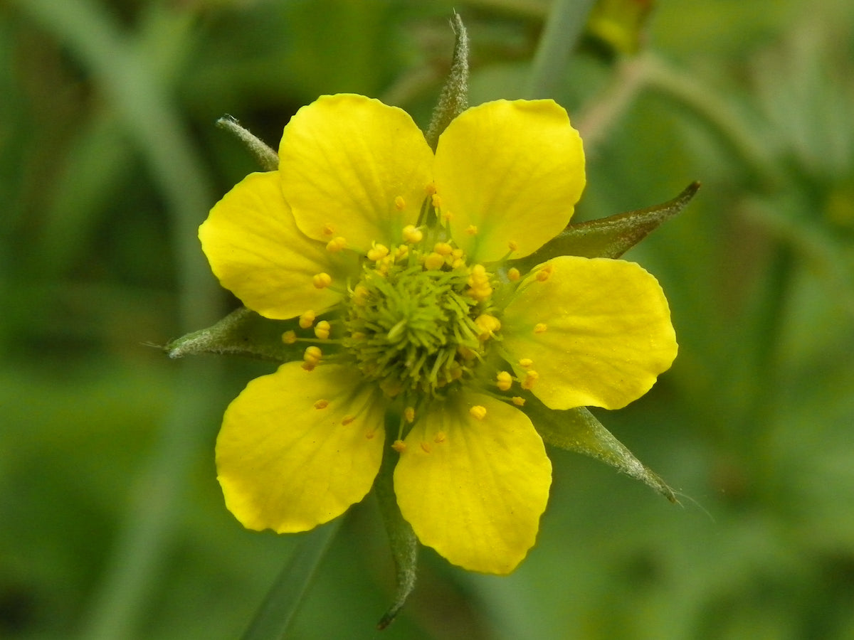 Wood Avens (Geum urbanum) flowering plant, realistic botanical photo