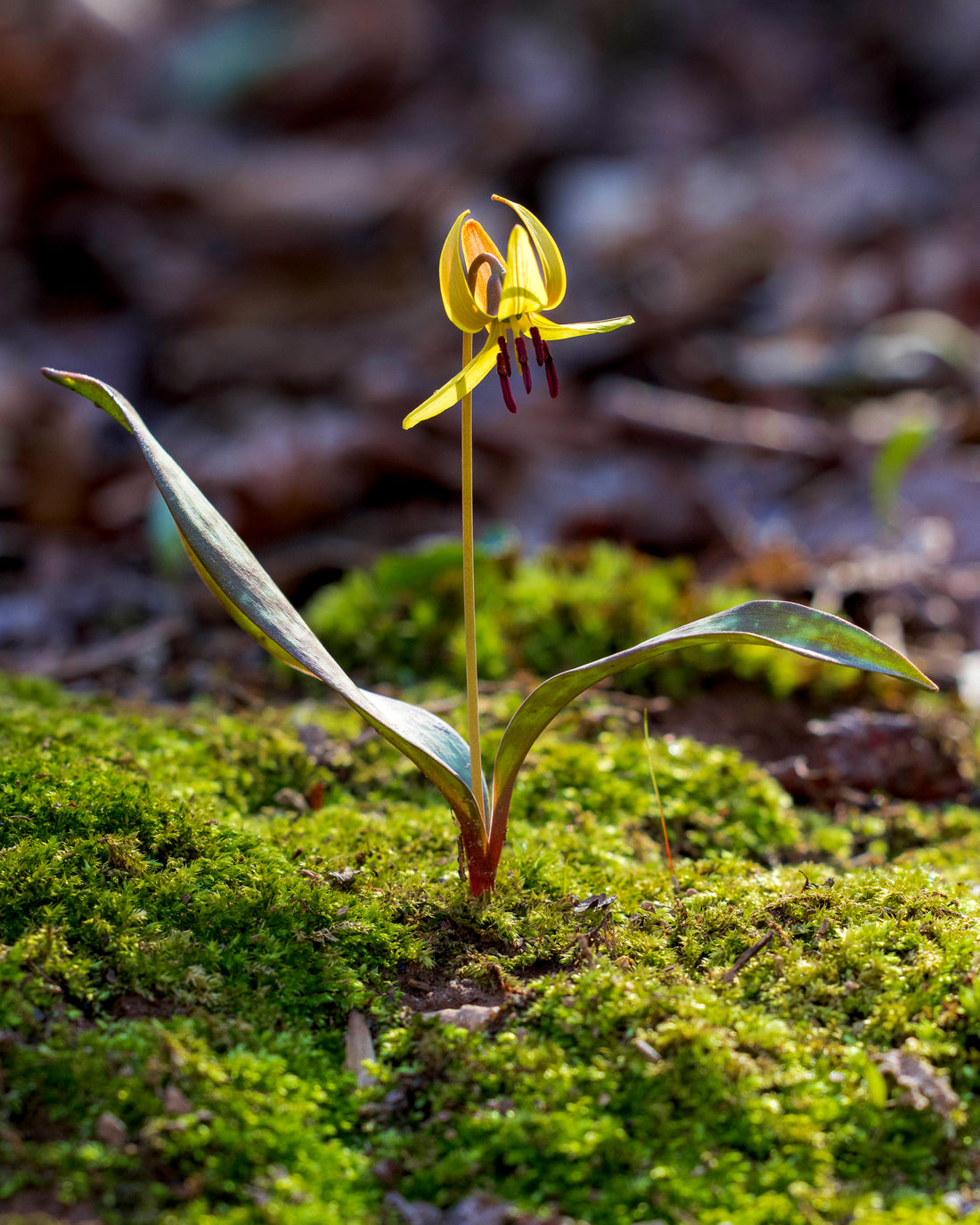Erythronium americanum yellow trout lily with mottled leaves and yellow flower