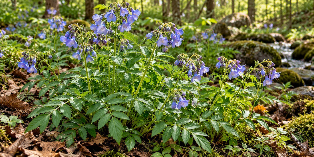 Abscess Root / Jacob's Ladder (Polemonium reptans) flowering in a moist woodland