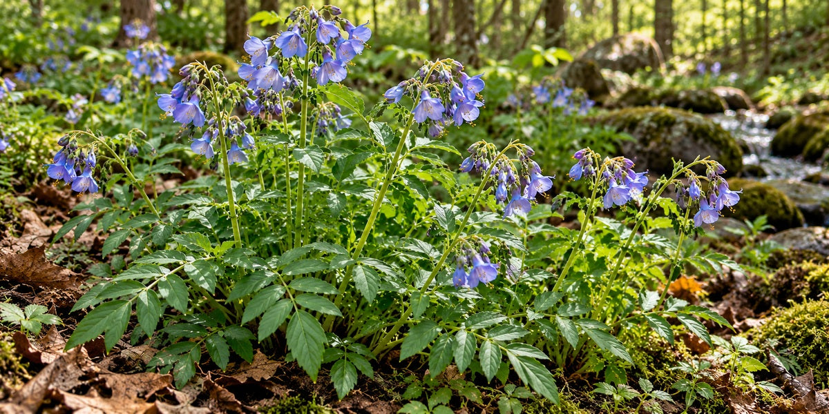 Abscess Root / Jacob's Ladder (Polemonium reptans) flowering in a moist woodland