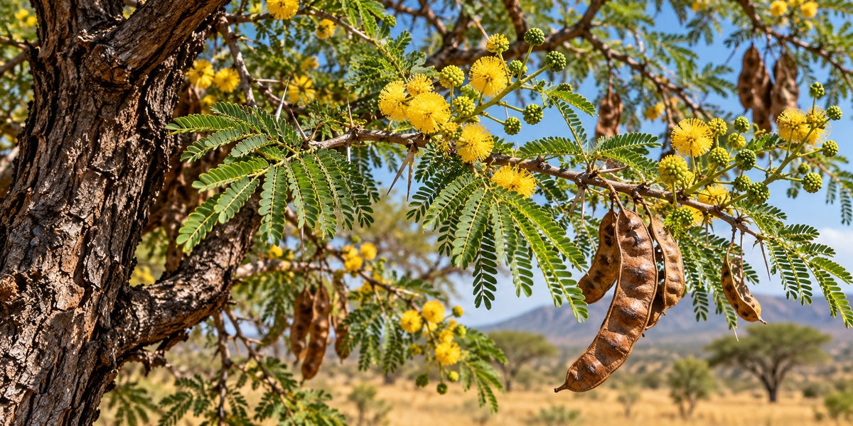 Acacia Babul / Babool (Vachellia nilotica) with yellow flower heads, bipinnate leaves, paired spines and constricted pods