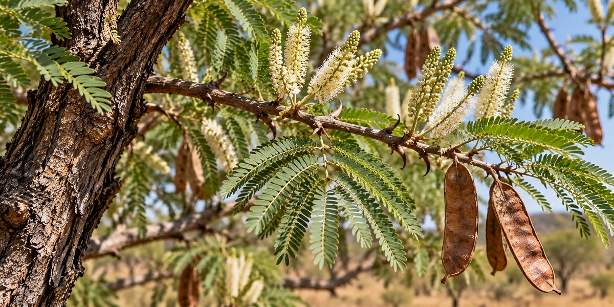 Acacia Catechu / Khadira (Senegalia catechu) with cream-white flower spikes, bipinnate leaves, hooked prickles and straight brown pods