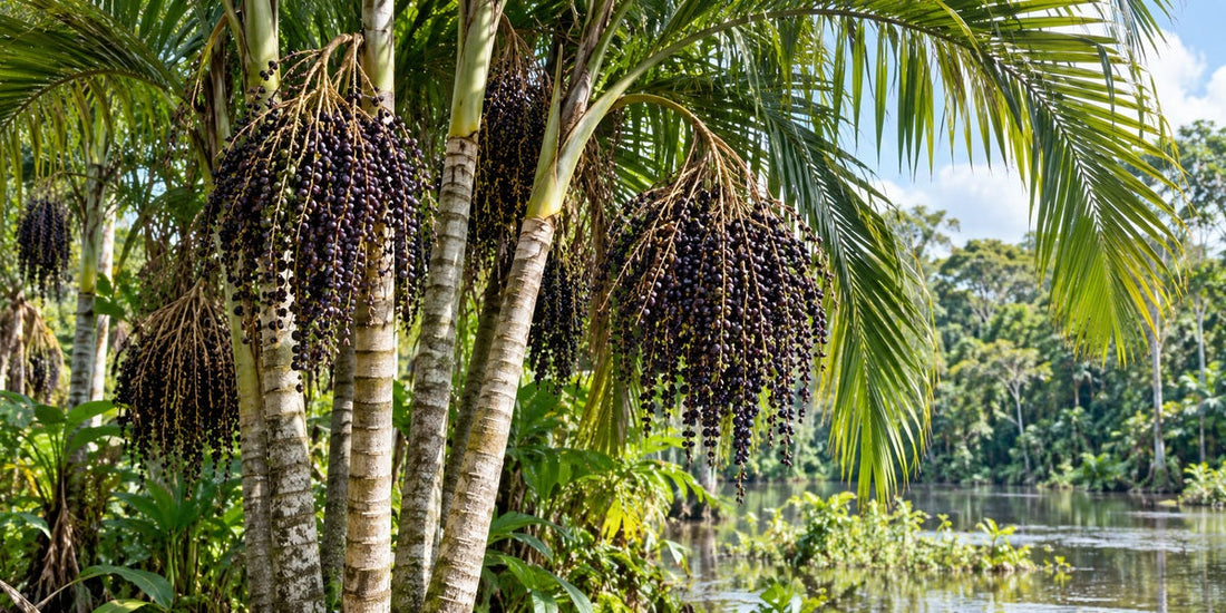 Açaí / Acai Berry (Euterpe oleracea) clustering palm with ringed stems, pinnate fronds and hanging purple-black fruit clusters