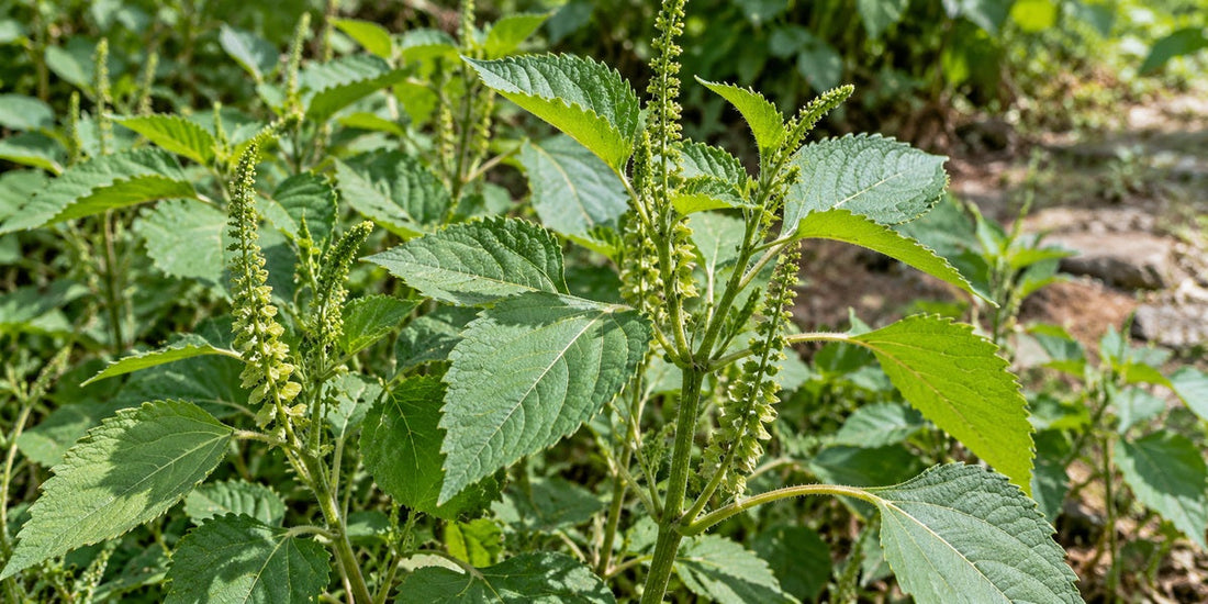 Acalypha indica / Indian Copperleaf with serrated ovate leaves and slender green axillary flower spikes