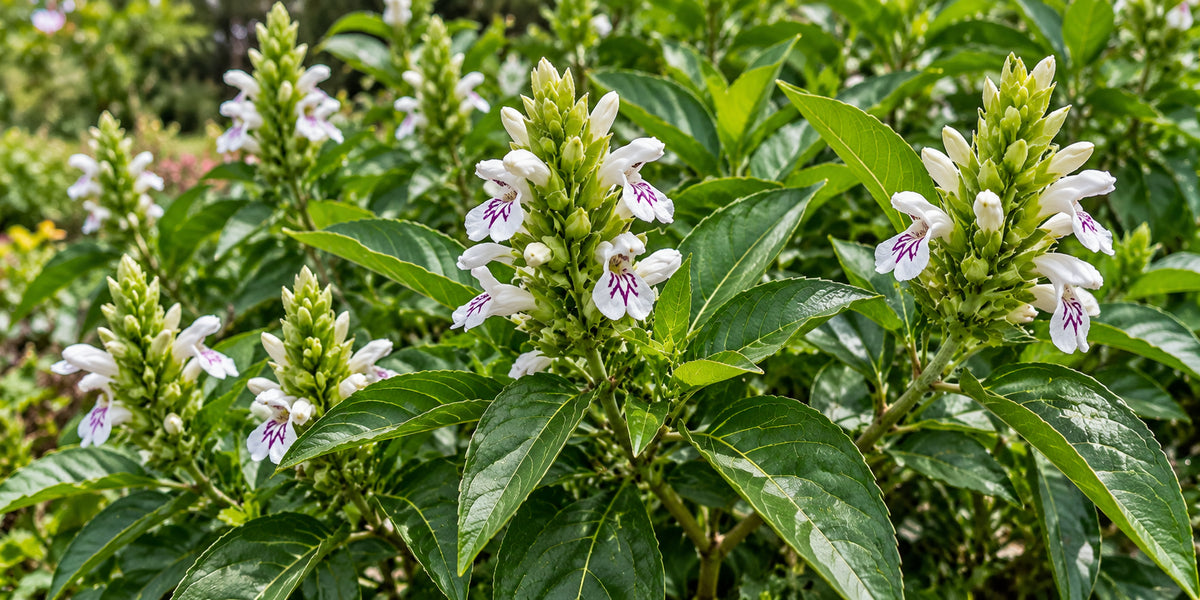 Justicia adhatoda Vasaka shrub with white purple-marked flowers and opposite lanceolate leaves