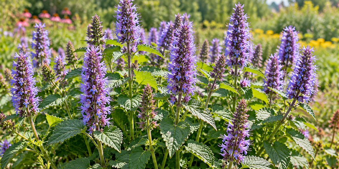 Agastache foeniculum anise hyssop with upright lavender flower spikes and opposite toothed leaves
