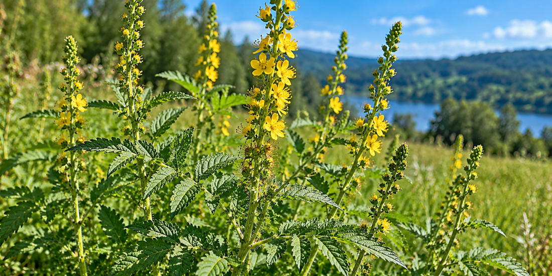 Agrimony Agrimonia eupatoria with yellow flower spikes, hairy stems and compound toothed foliage