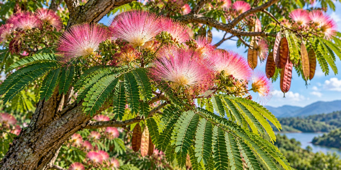 Albizia julibrissin silk tree with bipinnate leaves, pink silky flower heads and flat pods