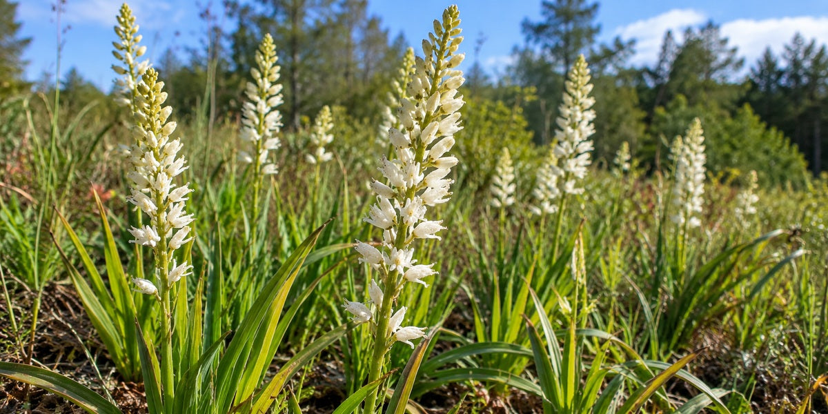 Aletris farinosa true unicorn root with narrow basal leaves and white mealy flower spikes