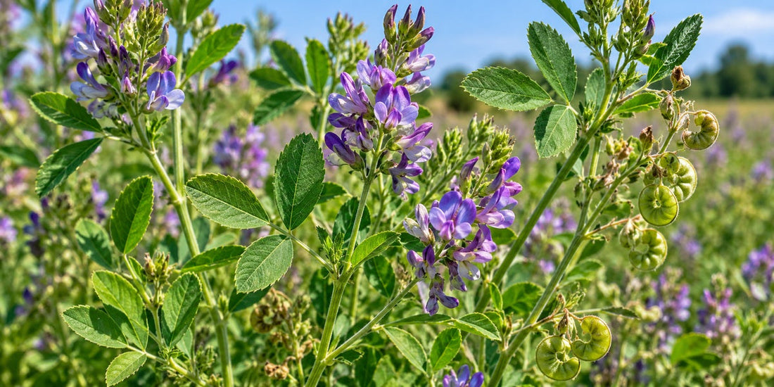 Medicago sativa alfalfa with trifoliate leaves, violet-purple pea flowers and coiled pods